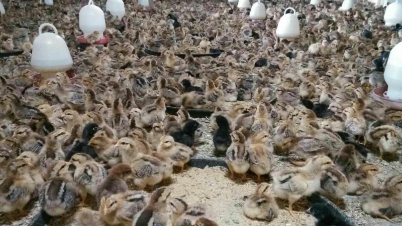土鸡苗250克以下出壳苗