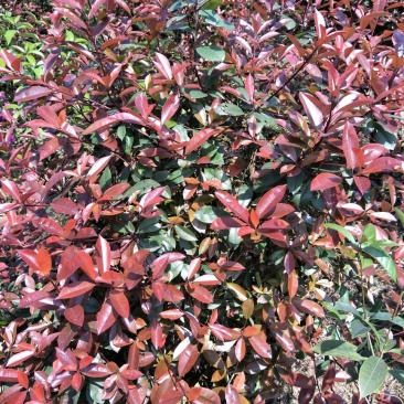 红叶石楠球70~80cm