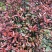 红叶石楠球70~80cm