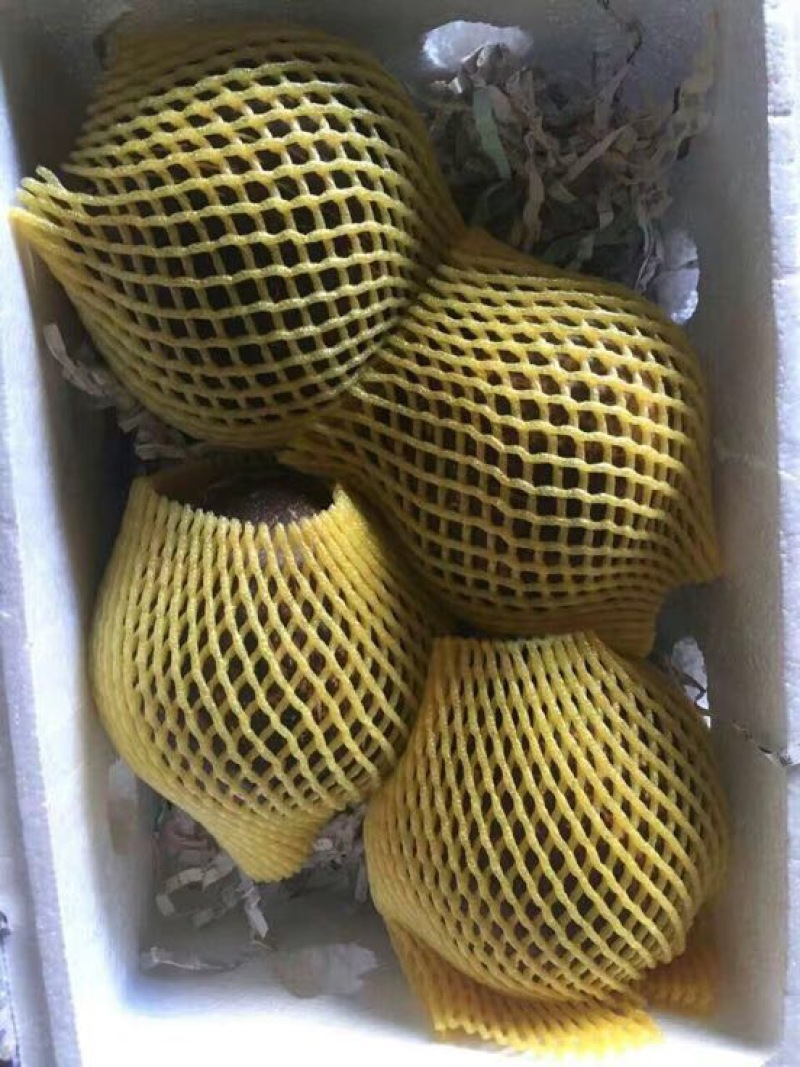 高种椰子