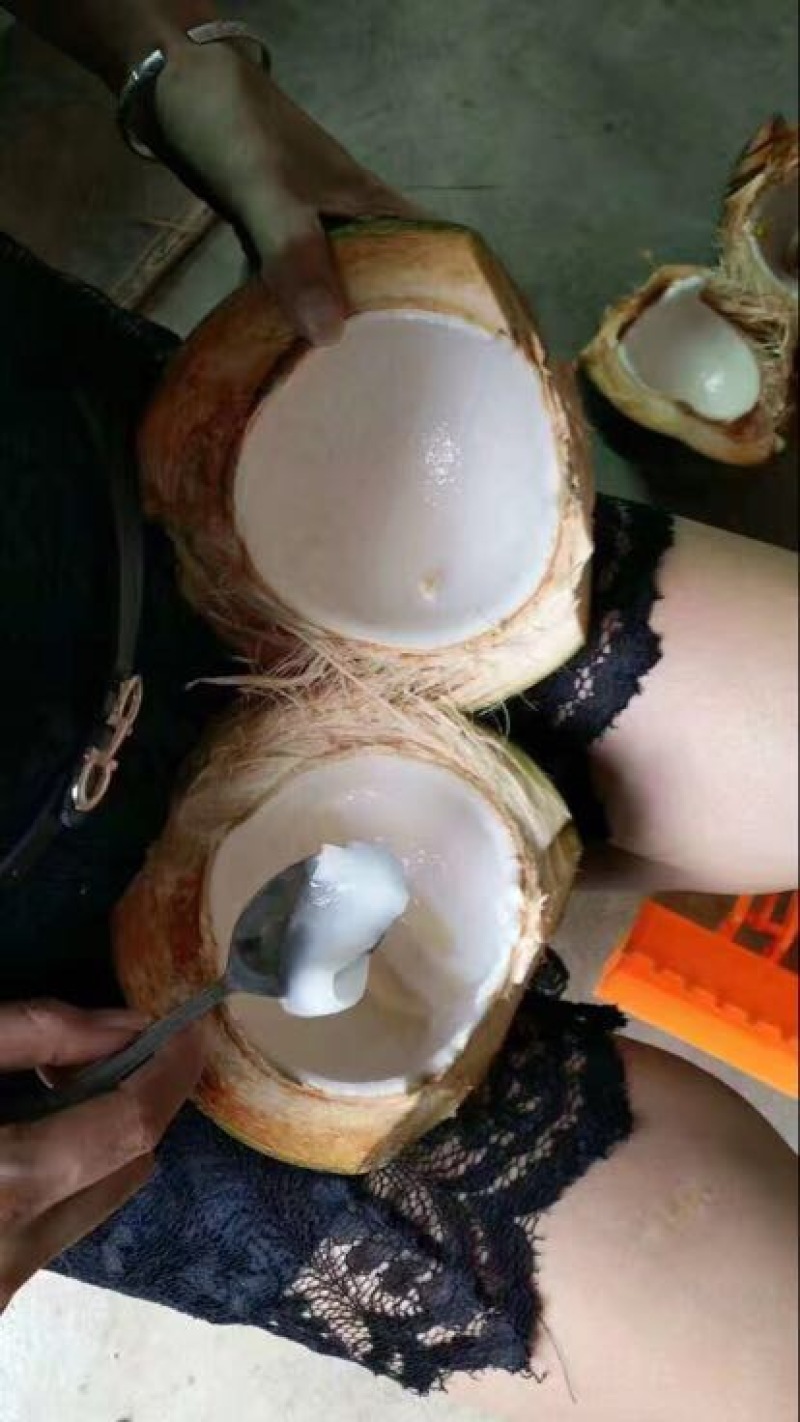 高种椰子