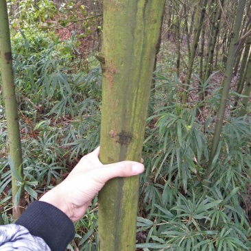 香樟4~6cm4~6cm3~3.5米