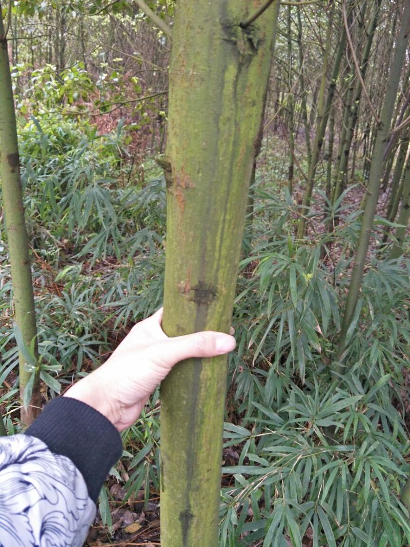 香樟4~6cm4~6cm3~3.5米