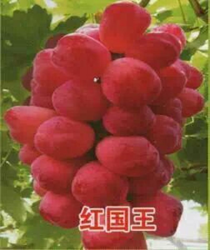 红国王葡萄苗30~50cm1年