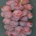 红国王葡萄苗30~50cm1年