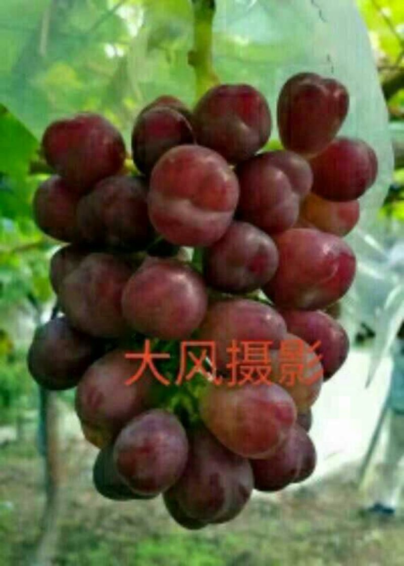 红国王葡萄苗30~50cm1年