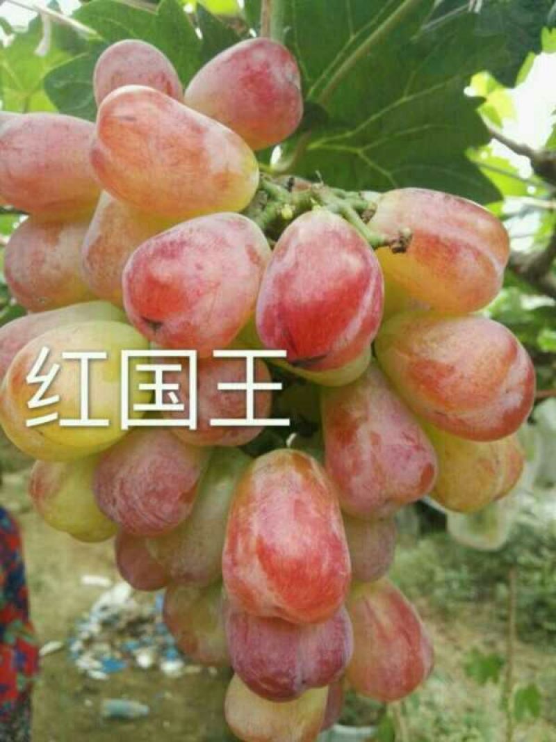 红国王葡萄苗30~50cm1年
