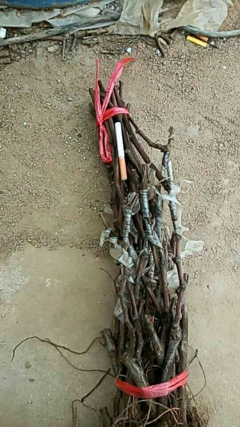 红国王葡萄苗30~50cm1年