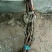 红国王葡萄苗30~50cm1年