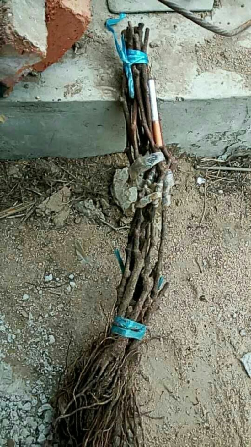 红国王葡萄苗30~50cm1年
