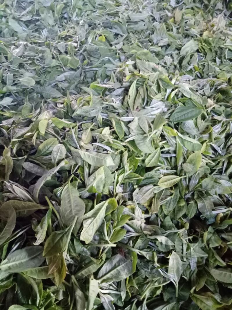 普洱茶一级