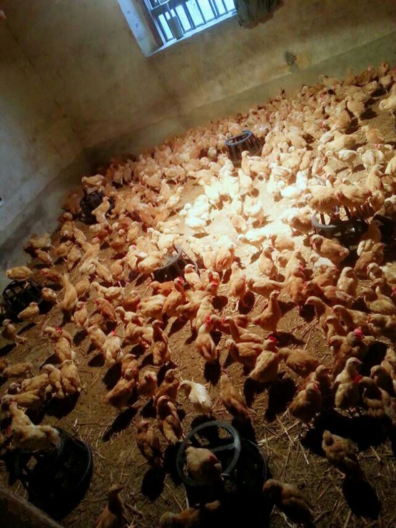 土鸡苗500克以下脱温苗