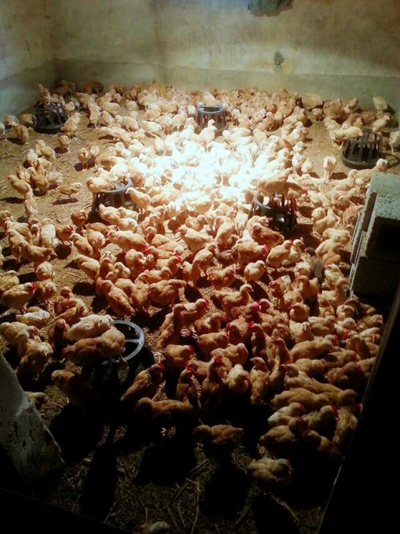 土鸡苗500克以下脱温苗