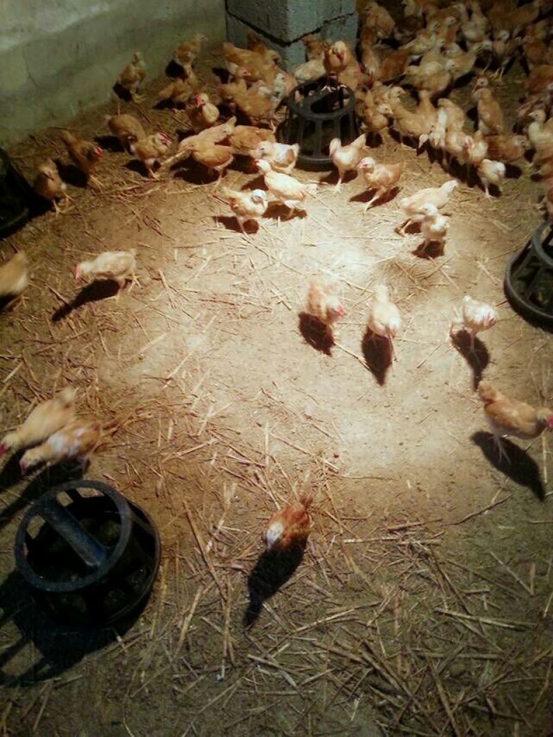 土鸡苗500克以下脱温苗