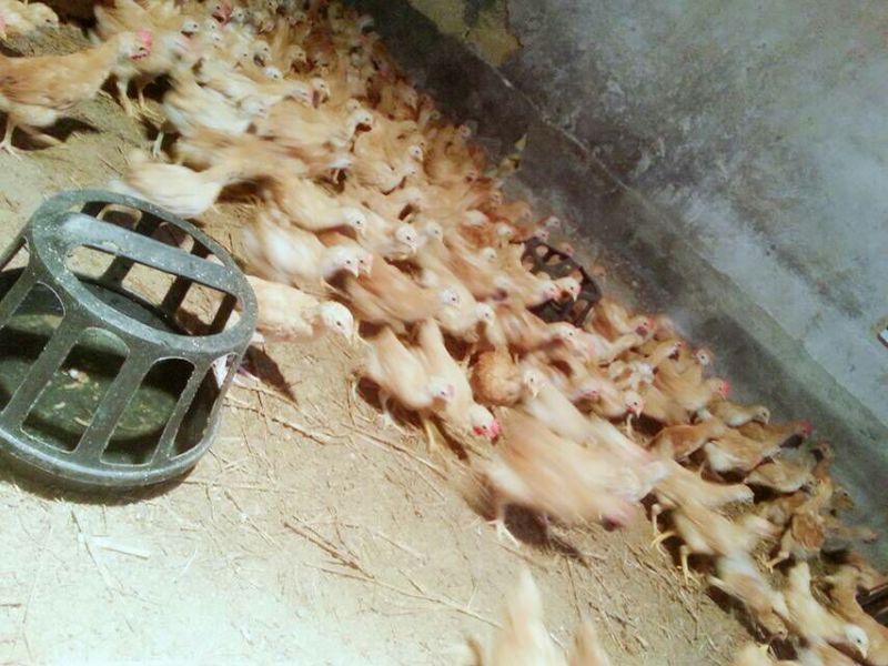 土鸡苗500克以下脱温苗