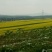 油菜籽1