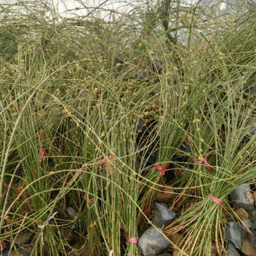 迎春花苗10~20cm