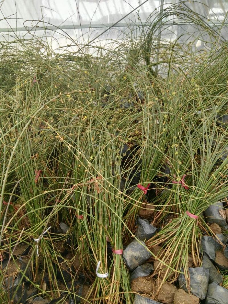迎春花苗10~20cm