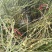 迎春花苗10~20cm