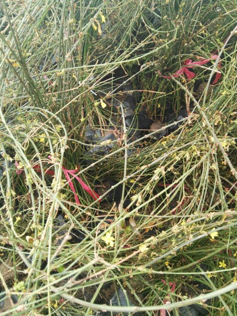 迎春花苗10~20cm
