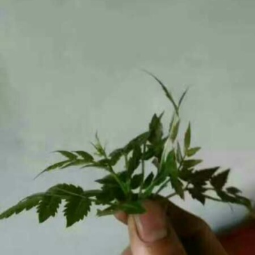 野生藤茶
