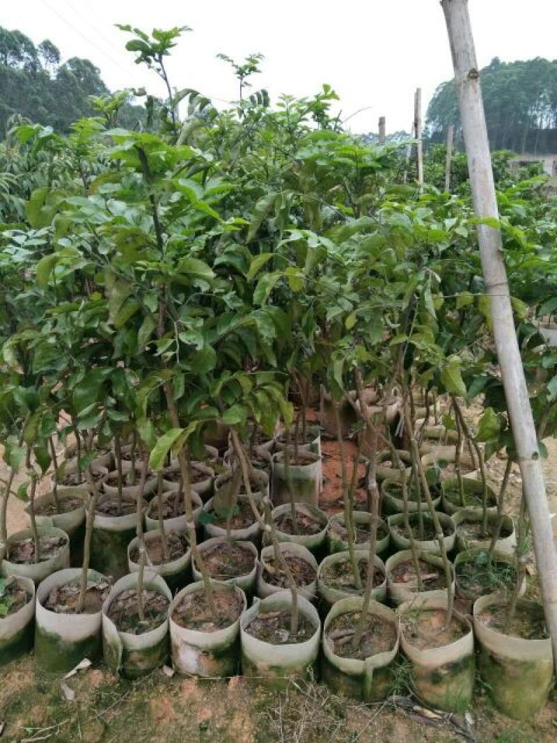 无核黄皮果苗50~80cmcm