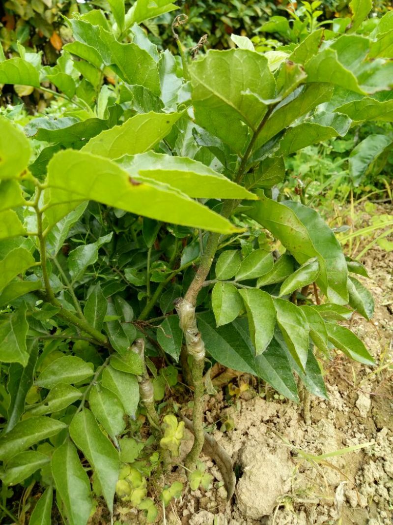 无核黄皮果苗50~80cmcm