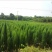 蜀桧苗山西省运城绛县蜀桧规格大小定价格