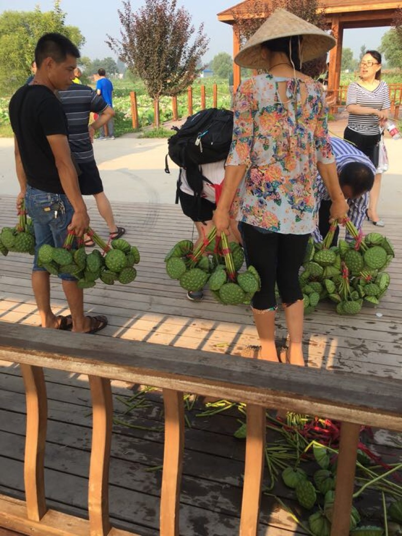 【优选】莲藕种苗花鲜蓬多适用于水景工程，公园，家庭农场