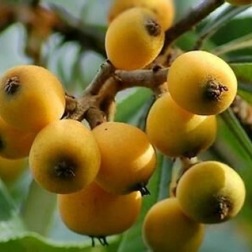 枇杷树苗30~50cm
