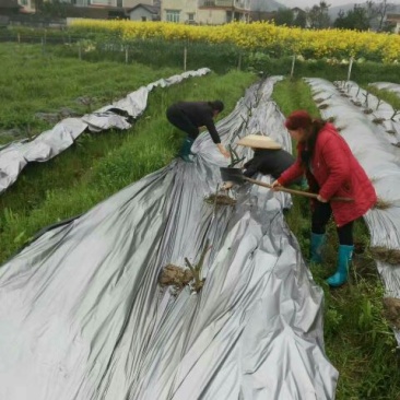 反光膜银灰地膜，厂家直销，欢迎各位老板进店选购