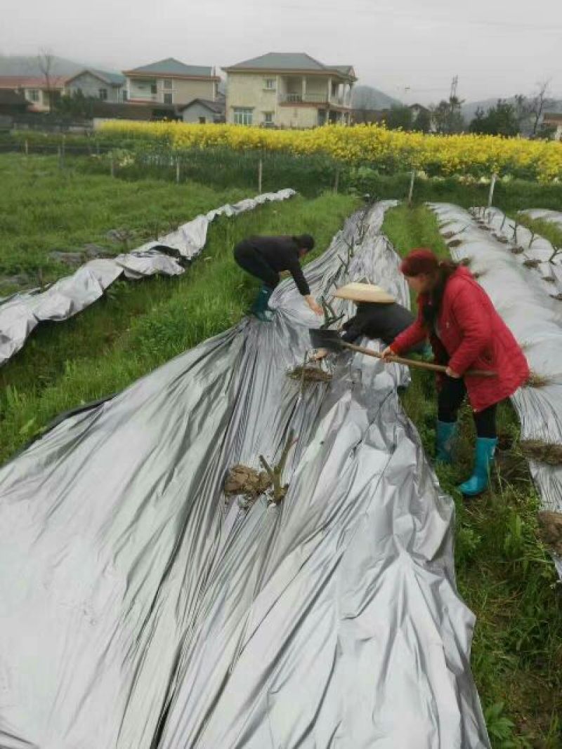 反光膜银灰地膜，厂家直销，欢迎各位老板进店选购