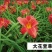 大花萱草