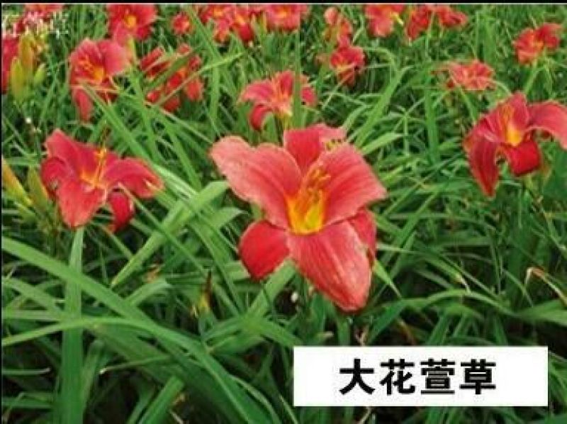 大花萱草