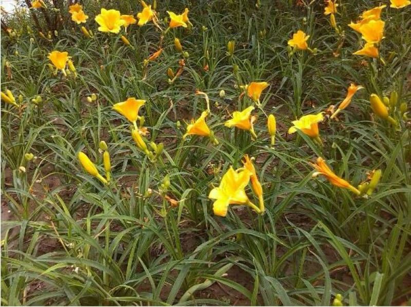 大花萱草