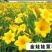 大花萱草