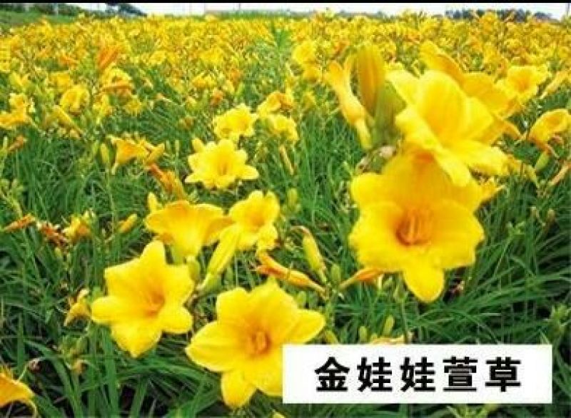 大花萱草