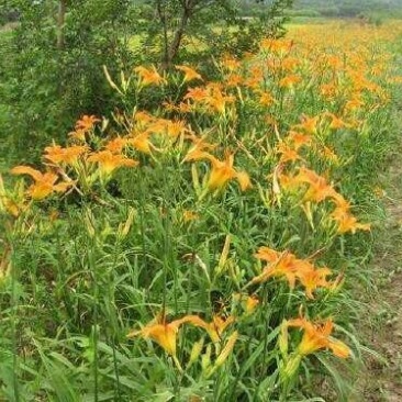 大花萱草