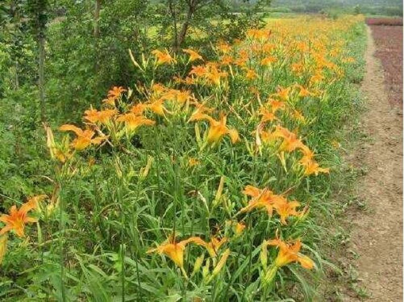 大花萱草