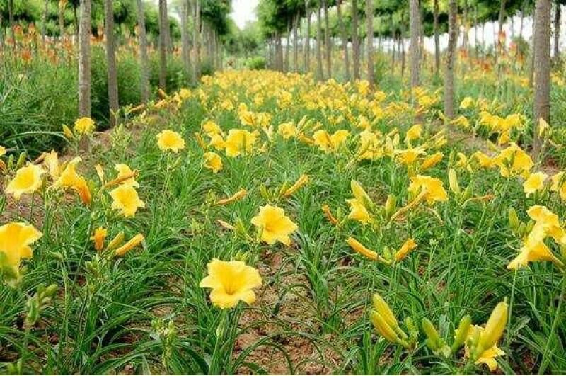 大花萱草