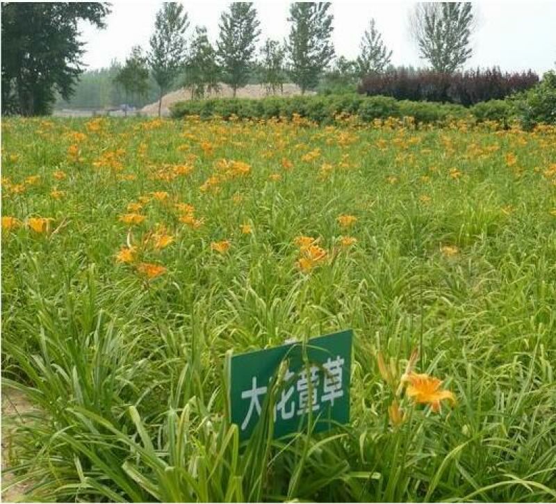 大花萱草