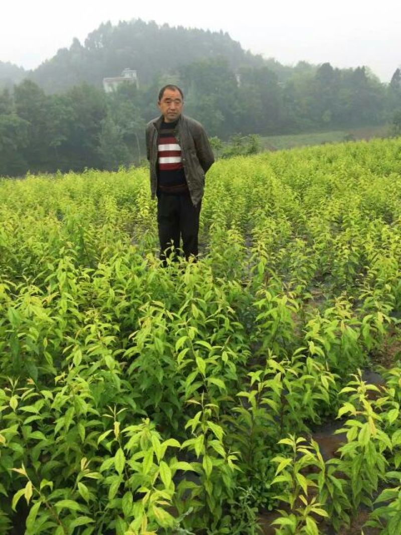 青脆李子苗50~100cm