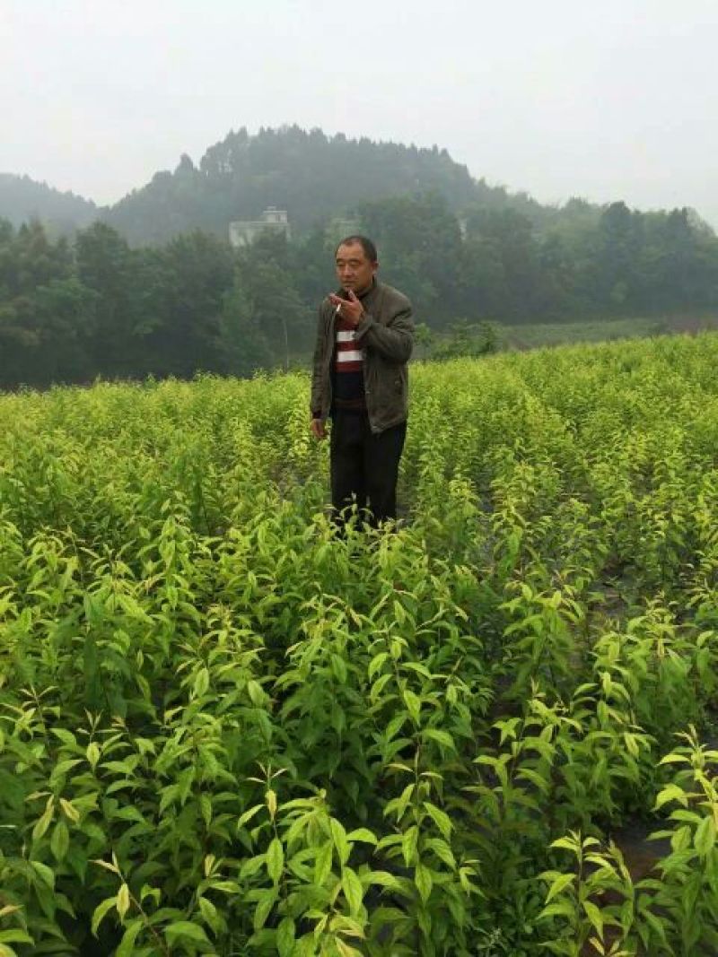 青脆李子苗50~100cm