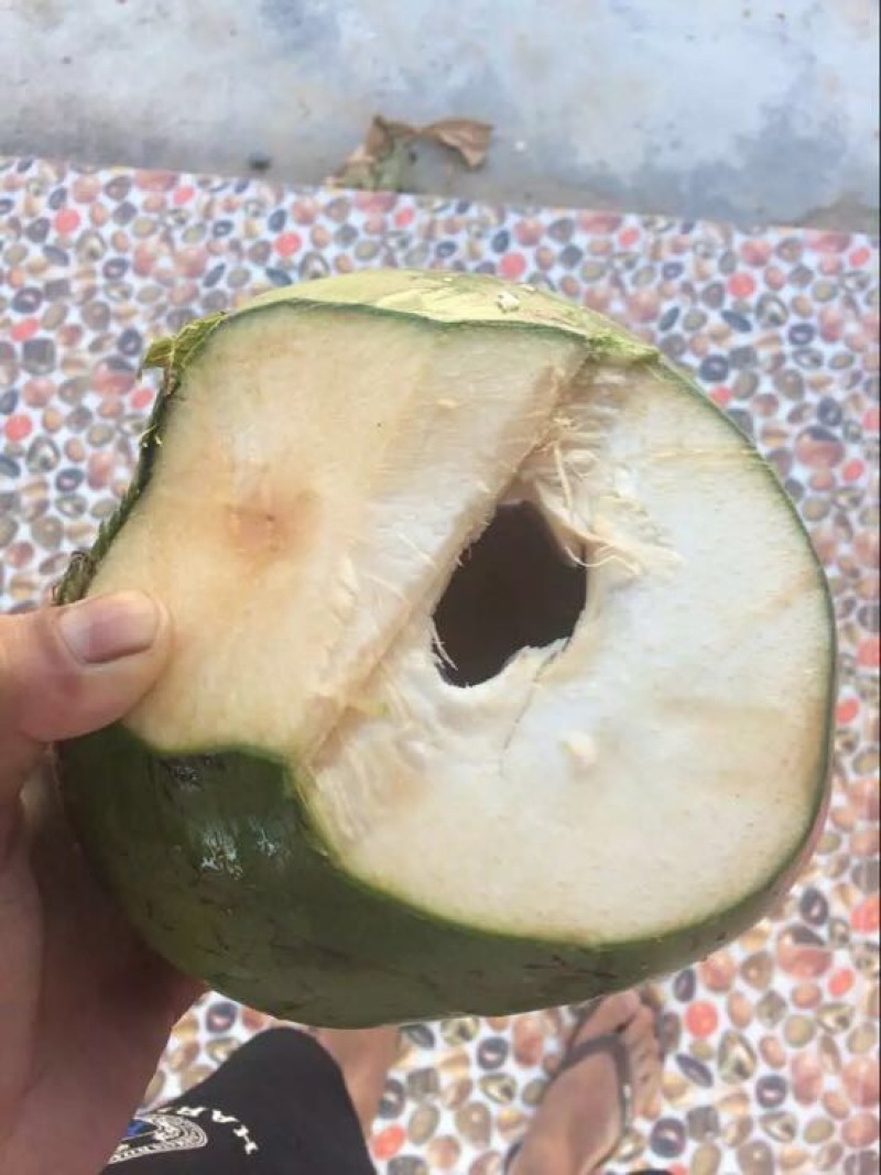 海南椰子