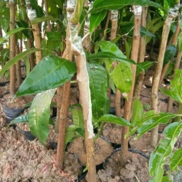 金煌芒树苗1m以下