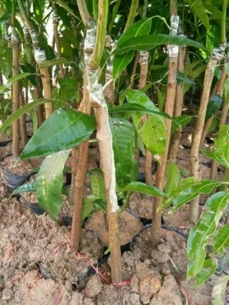 金煌芒树苗1m以下