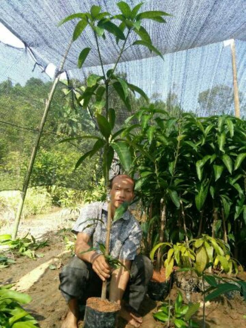 金煌芒树苗1m以下