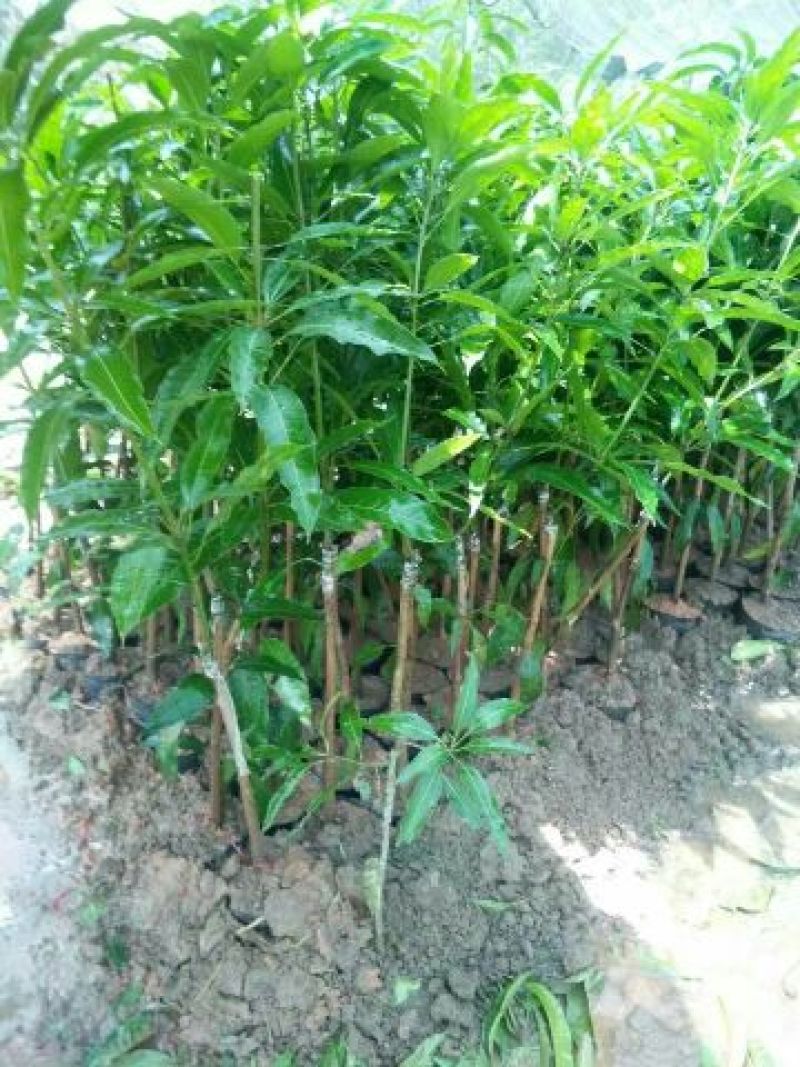 金煌芒树苗1m以下
