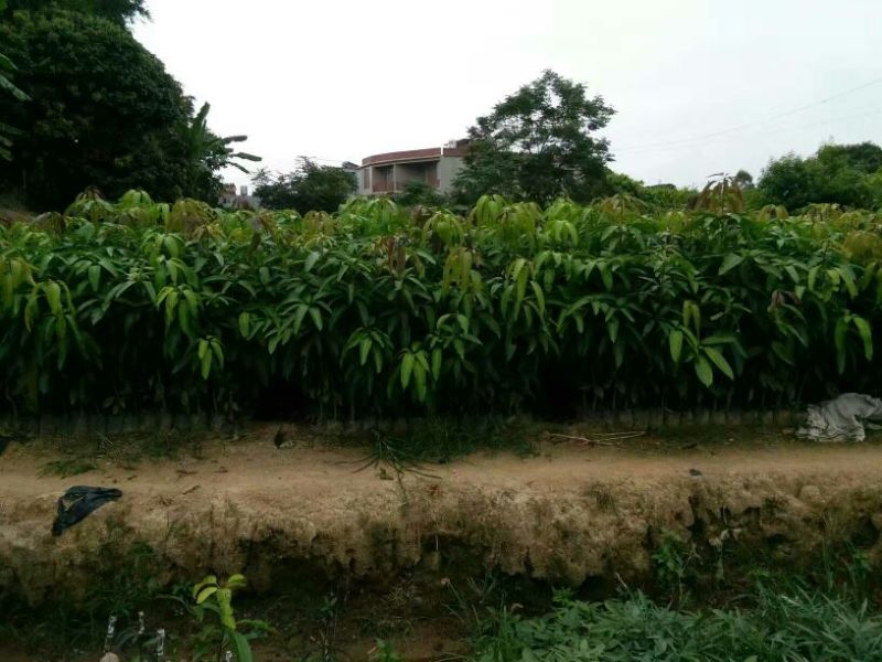 金煌芒树苗1m以下