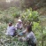 金煌芒树苗1m以下